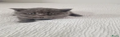 British Shorthair 6