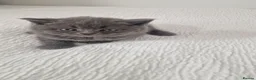 British Shorthair cats for sale: Sale cats - Advert 1