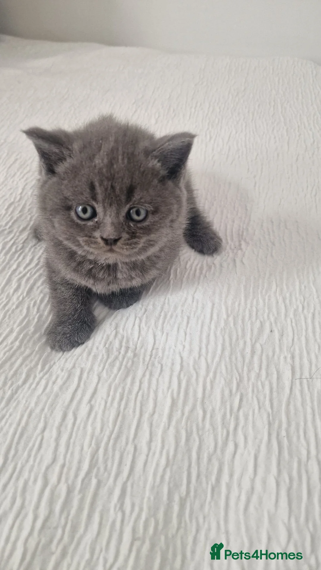 British Shorthair cats for sale: Sale cats - Advert 1