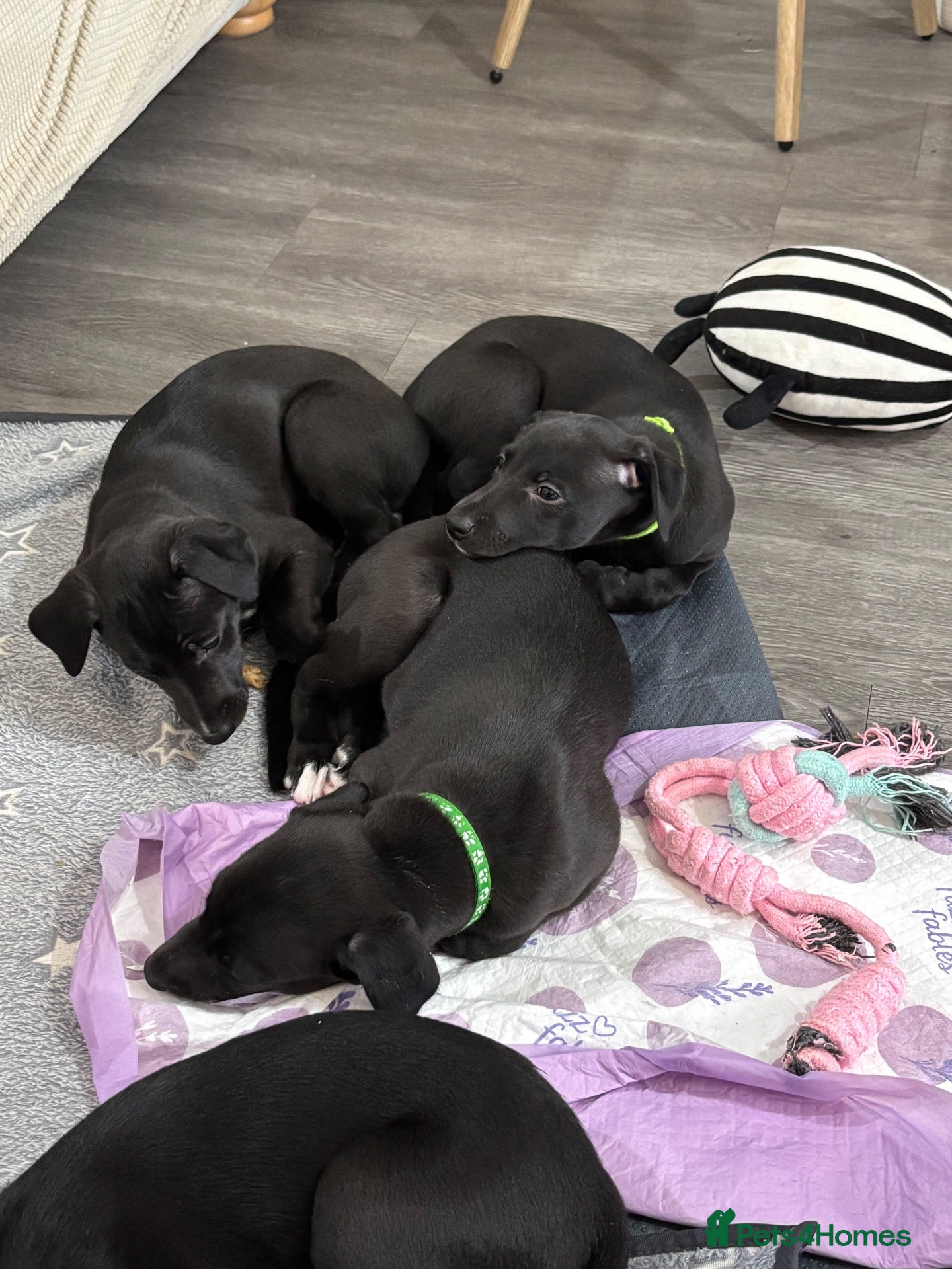 Whippet dogs KC black with white tip Whippet puppies - Advert 1