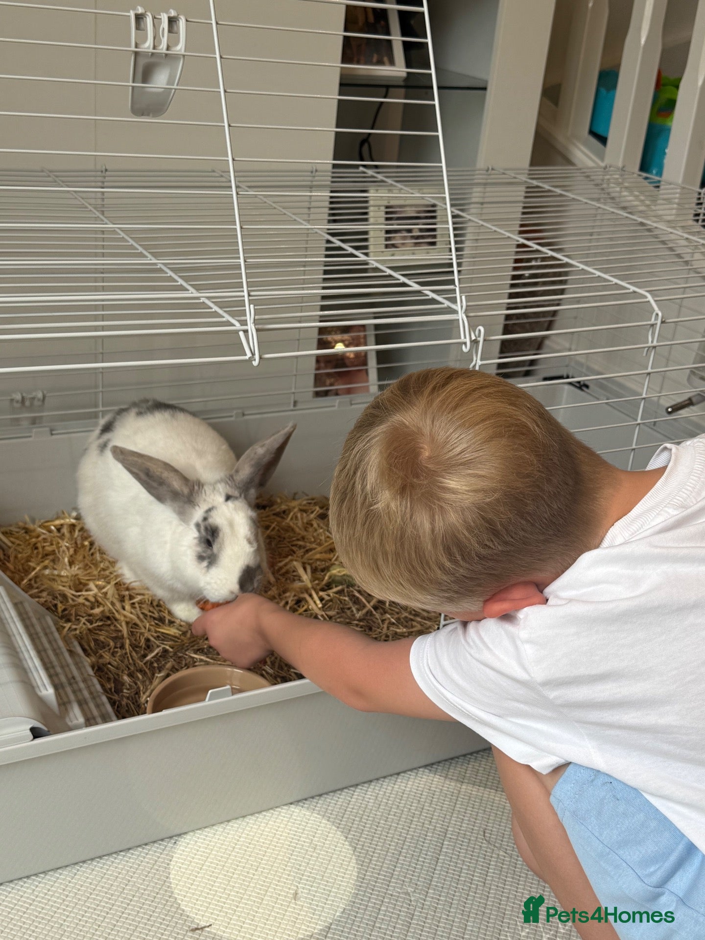 Mixed Breed rabbits for sale: Rehoming our lovely rabbit - Advert 4