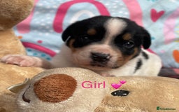 Mixed Breed dogs for sale: Rotty x Boxer (Boxweiler) - Image 2