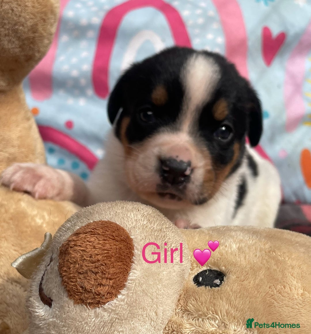 Mixed Breed dogs for sale: Rotty x Boxer (Boxweiler) - Image 2