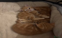 Mixed Breed cats for sale: Adorable fluffy ginger kittens  - Image 2