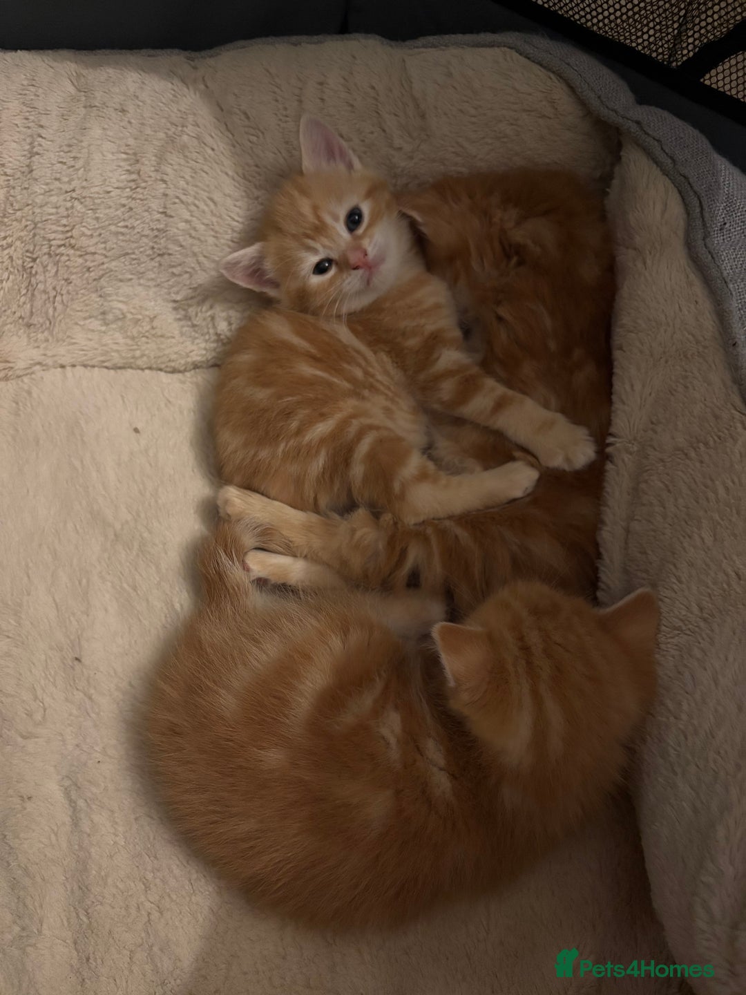 Mixed Breed cats for sale: Adorable fluffy ginger kittens  - Image 2