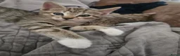 Mixed Breed cats for sale: Mix breed kittens mum is bengal cross - Advert 31
