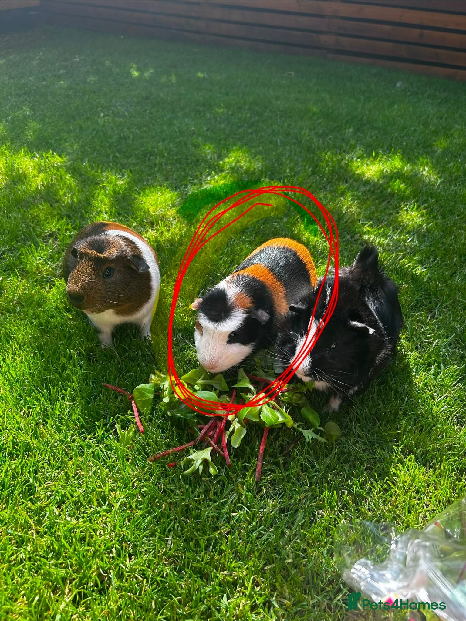 Guinea Pig rodents Male guinea pig eight months old - Advert 2