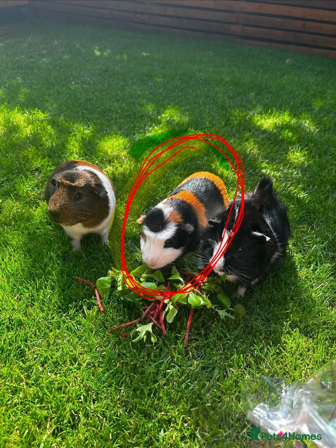 Guinea Pig rodents for sale: Male guinea pig eight months old in Loughborough - Advert 2