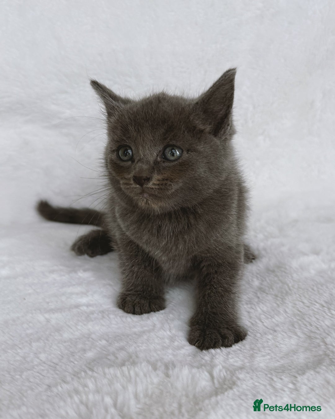 Ragdoll cats for sale: Gorgeous Rare Ragdoll Kittens  - Image 11