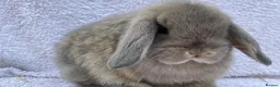 Mini Lop rabbits for sale: Stunning babies various ages vaccinated  - Advert 13