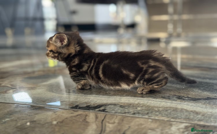 Munchkin cats - Advert 2