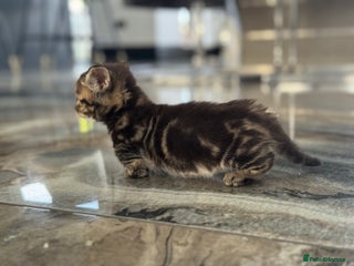 Munchkin cats - Advert 2