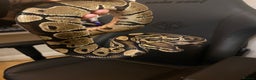 Python Snake reptiles for sale: Female Royal python  - Advert 1