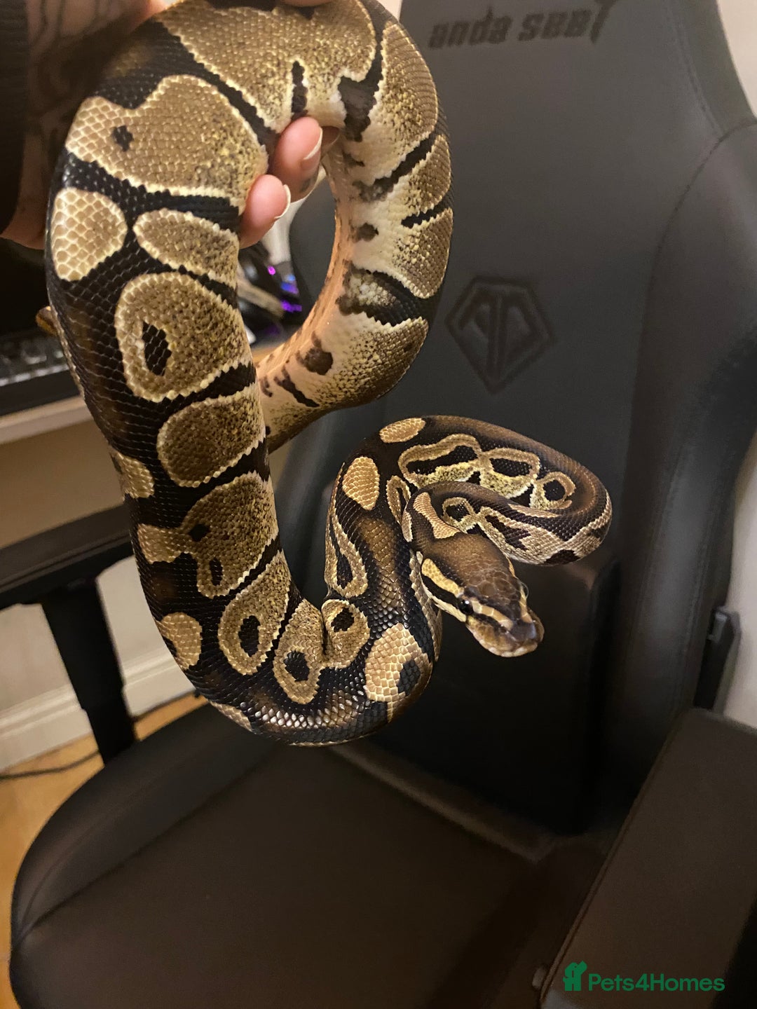 Python Snake reptiles for sale: Female Royal python  - Advert 1