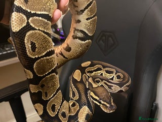Python Snake reptiles - Advert 7