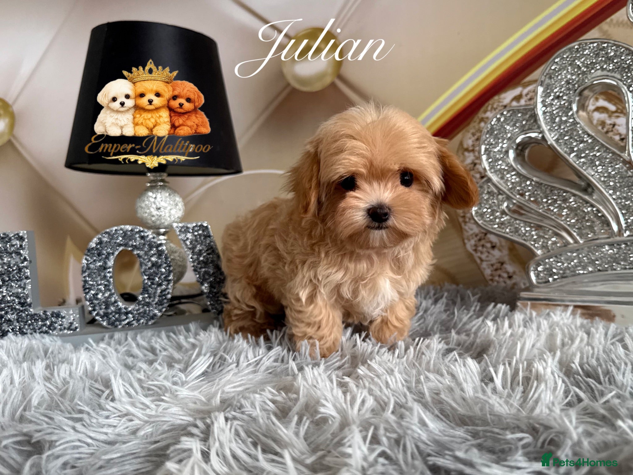 Maltipoo dogs Tiny teddy Maltipoo- from Asian teddy poodle dad - Advert 16
