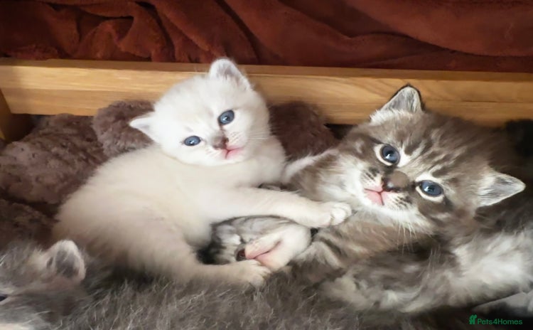 Persian cats - Advert 11