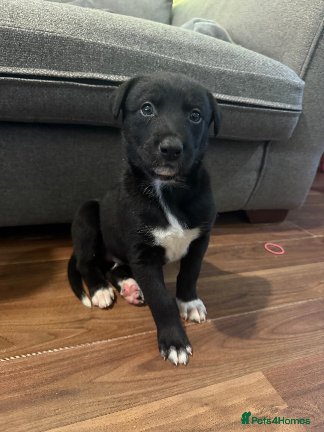 Mixed Breed dogs for sale: First cross Border collie x Greyhound - Advert 5