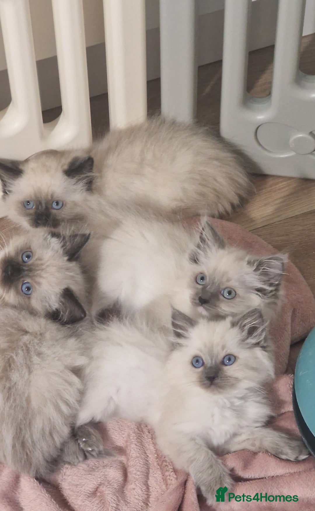 Ragdoll cats for sale: Ragdoll kittens ready now - Advert 7