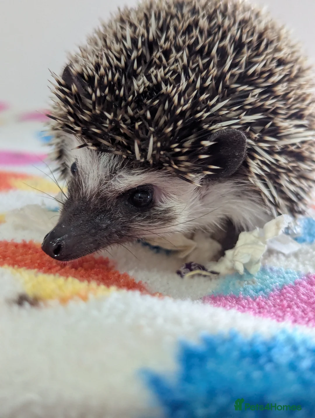 Pygmy Hedgehog rodents for sale: Beautiful Female Hoglet /Ready Now/Reduced!! - Advert 10