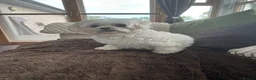 Mixed Breed dogs for sale: 2 gorgeous Maltipoo girls  in Brechin - Advert 19