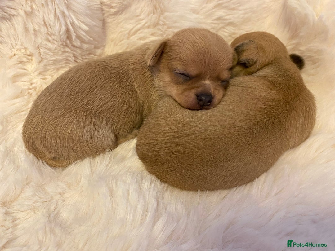 Chihuahua dogs for sale: Stunning Chihuahuas  - Advert 11