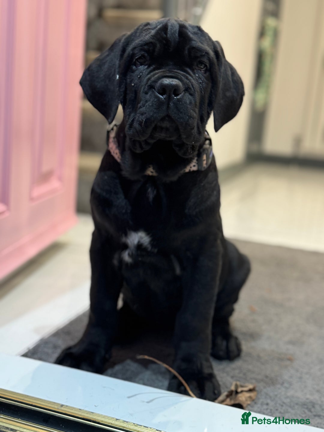 Mastiff dogs for sale: 2 Neapolitan mastiff puppies black girls  - Advert 14