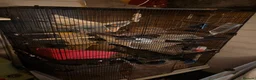 Rat rodents for sale: Loving Home Wanted for Two Male Rats + Full Setup - Advert 4