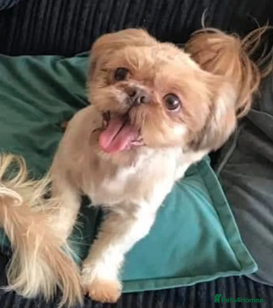 Shih Tzu dogs for sale: Miniature Shih Tzu Puppies - Advert 2