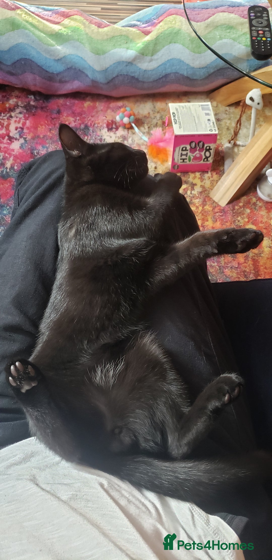 Domestic Shorthair cats for sale:  Bob, The Kitten - Image 2