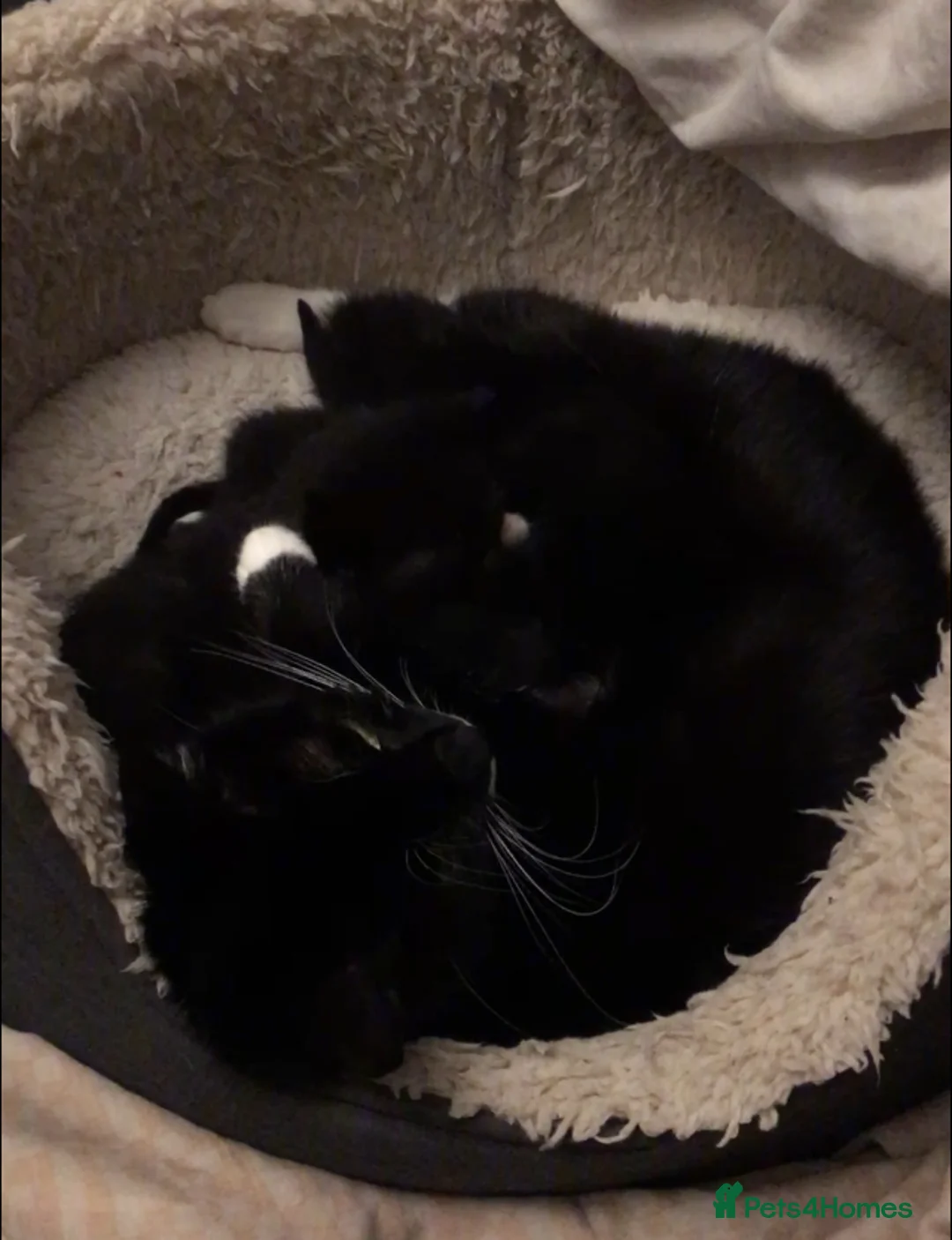 American Shorthair cats for sale: Black Tuxedo's x3 STUNNING CALM MUM in Hartlepool - Advert 3