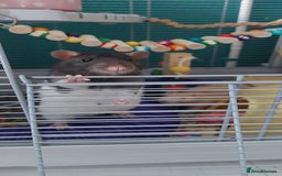 Rat rodents for sale: 2 male rats  - Image 5