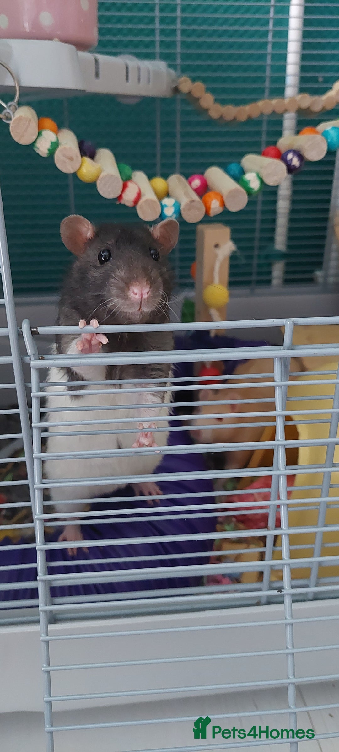 Rat rodents for sale: 2 male rats  - Image 5