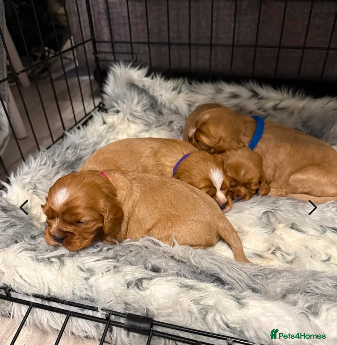 Cavalier King Charles Spaniel dogs for stud: KC Reg Cavalier King Charles Spaniel for Stud in Eastbourne - Advert 27