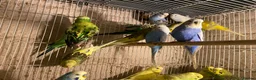 Budgerigars birds for sale: Young budgies for sale - Advert 4
