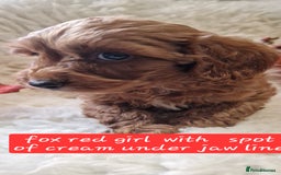 Cockapoo dogs for sale: Gorgeous foxred cockapoo puppies  - Image 4