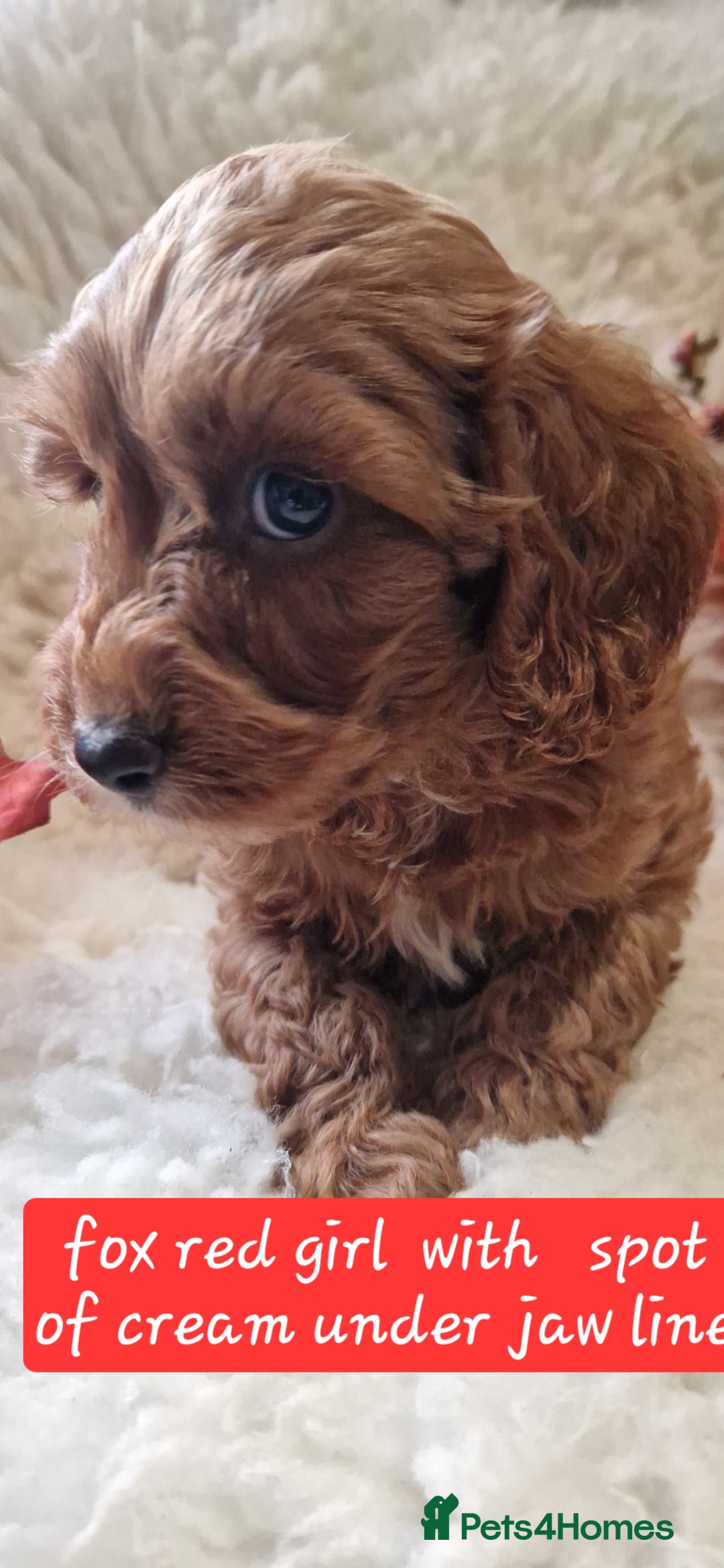Cockapoo dogs for sale: Gorgeous foxred cockapoo puppies  - Image 4