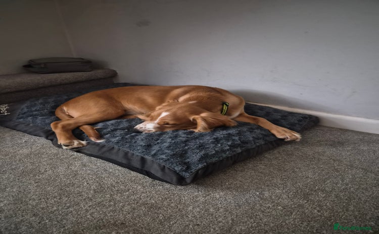 Cocker Spaniel dogs - Advert 1