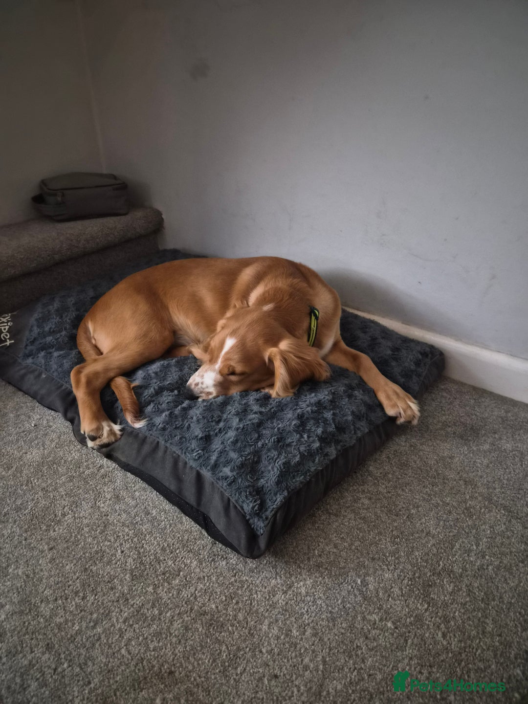 Cocker Spaniel dogs for sale: Golden/red 5 month old cocker spaniel - Image 1