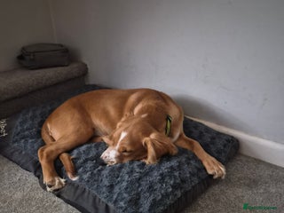 Cocker Spaniel dogs - Advert 5