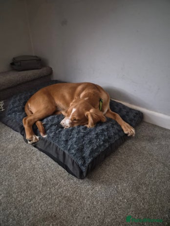 Cocker Spaniel dogs - Advert 1