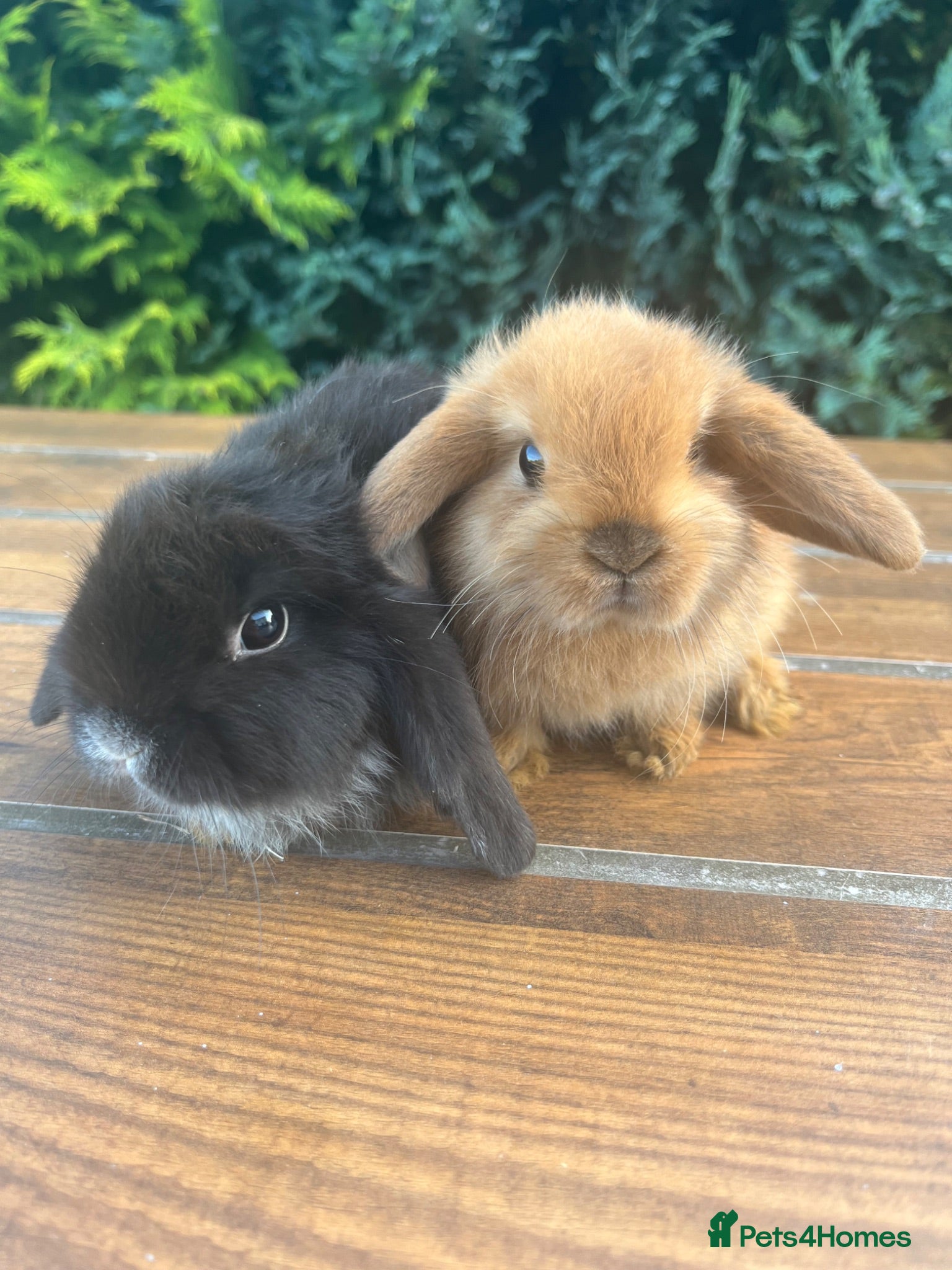 Mini Lop rabbits 🐰Pure Bred Boys ~ Ready now Mini Lop Babies🐰 - Advert 1