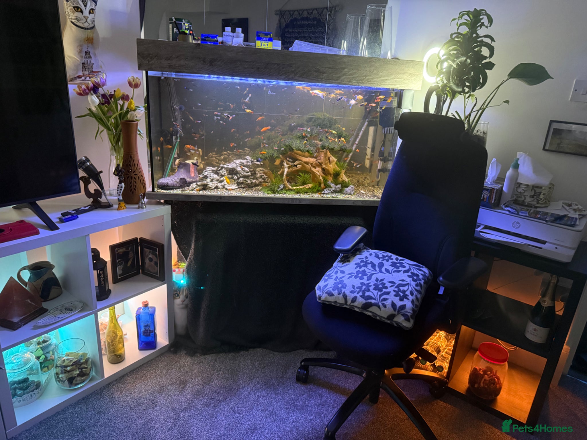 Other/Mixed Breed fish 305L Aqua One Aquarium + 300 Fish Full Setup - Advert 1