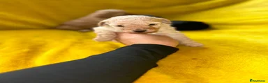 Toy Poodle 1