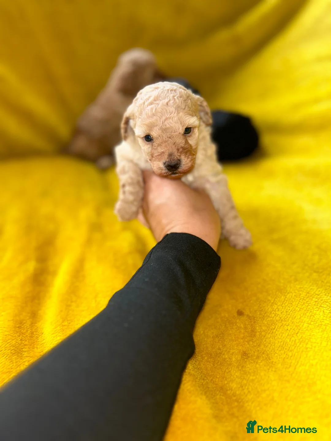 Toy Poodle dogs for sale: Kc toy poodle puppies - Advert 16