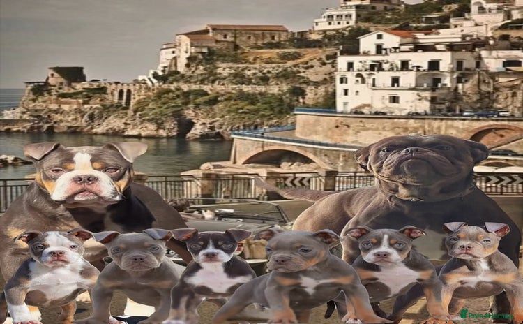 Old Tyme Bulldog dogs - Advert 1