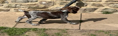 German Wirehaired Pointer 4