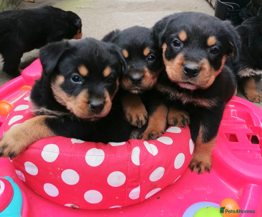 Rottweiler dogs for sale: 6 Chunky Rottweiler Puppies  - Image 8