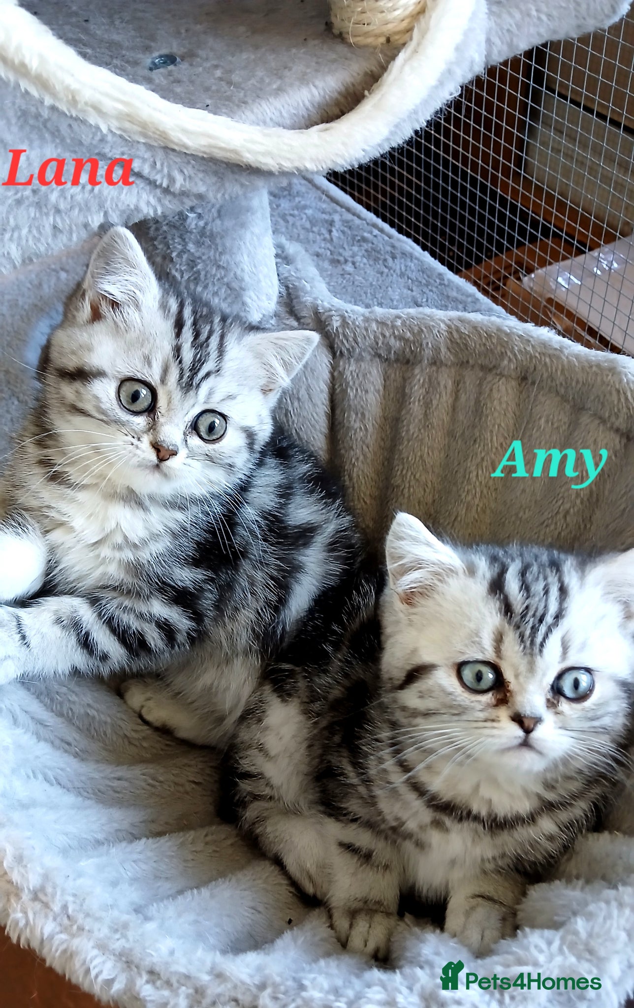 British Shorthair cats Bsh .Silver Classic Tabby. GCCF. - Advert 1