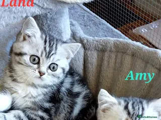 British Shorthair cats Bsh .Silver Classic Tabby. GCCF. - Advert 1